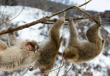 野生の中で元気いっぱいの姿も。