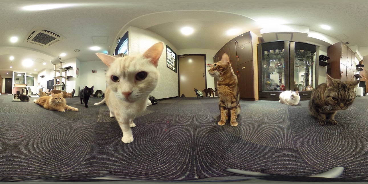 [360°カメラで撮影した猫たち]
