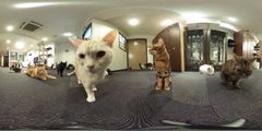 [360°カメラで撮影した猫たち]