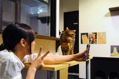 [360°カメラで猫を撮影している様子]