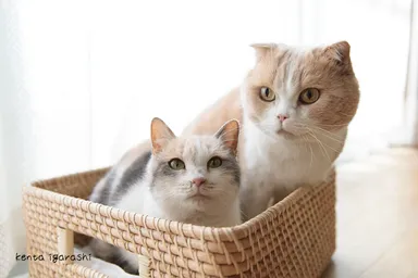 シナモンとドロップ1