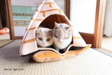 シナモンとドロップ2