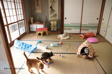 屋内ねこあつめセット2