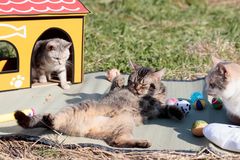 屋外ねこあつめセット1