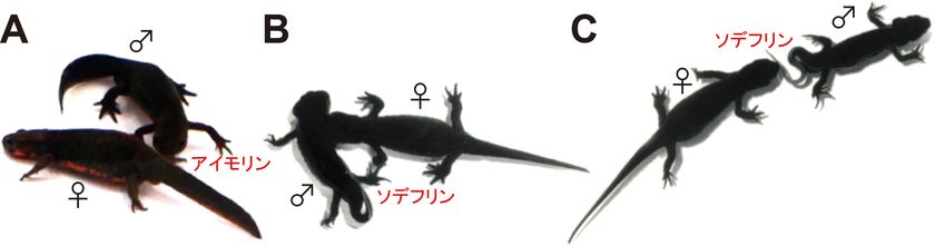 性的魅力をアピールするフェロモンを雌イモリで発見：
日本獣医生命科学大学とその共同研究グループ