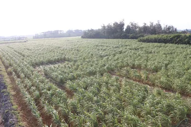 さとうきび畑迷路(1)