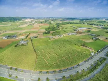 さとうきび畑迷路(2)