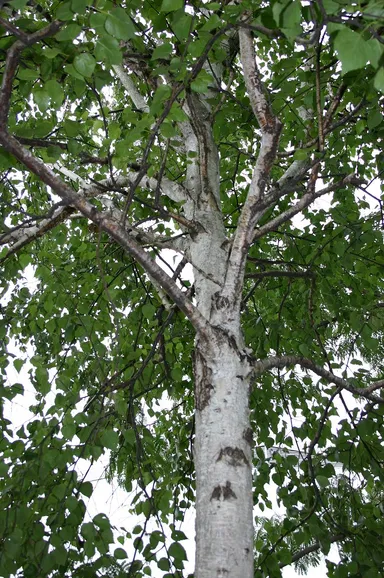 シラカバエキス