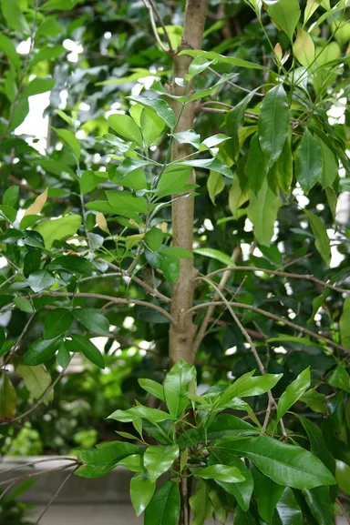 チョウジエキス