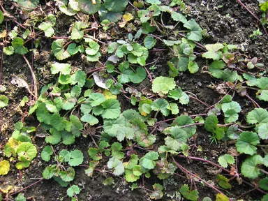 ツボクサエキス