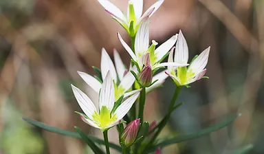 センブリ抽出液