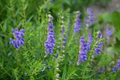 オウゴンエキス