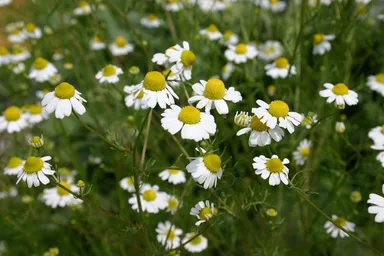 カモミラエキス