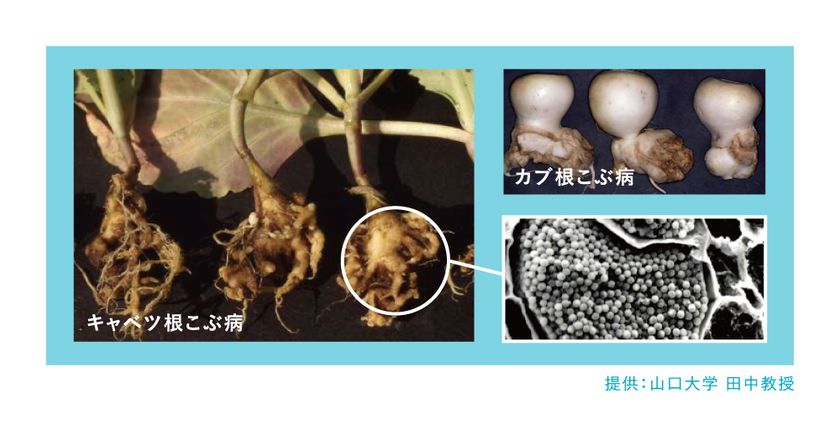 世界初　LAMP法による根こぶ病菌密度測定サービスを
2月から開始　
栽培前に発病ポテンシャルを診断し適切な薬剤使用へ貢献
