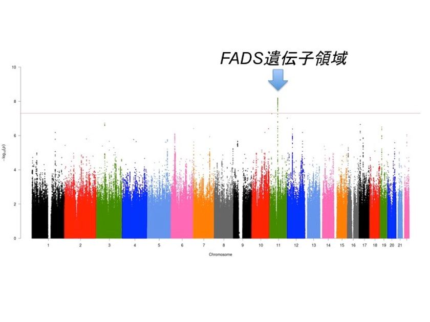 脂質代謝異常症の遺伝子は双極性障害(躁うつ病)と関連
　世界最大規模の全ゲノム解析で
双極性障害の新規リスク遺伝子の同定に成功