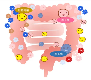 腸内フローラのイメージ