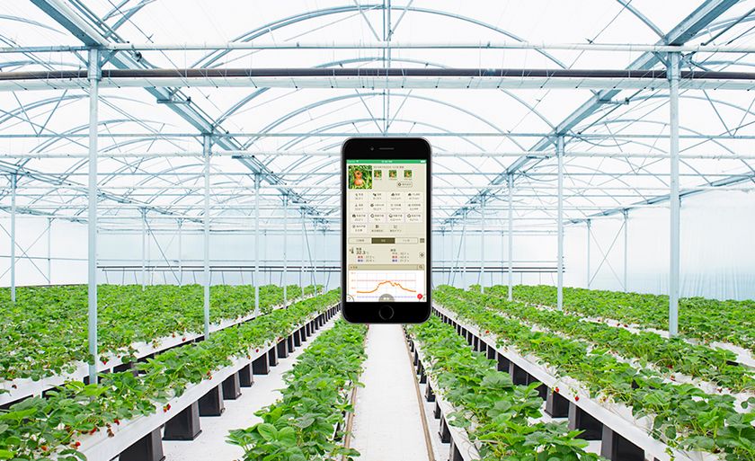 タキイ種苗と農業IoTサービス「みどりクラウド」　
販売代理店契約を締結