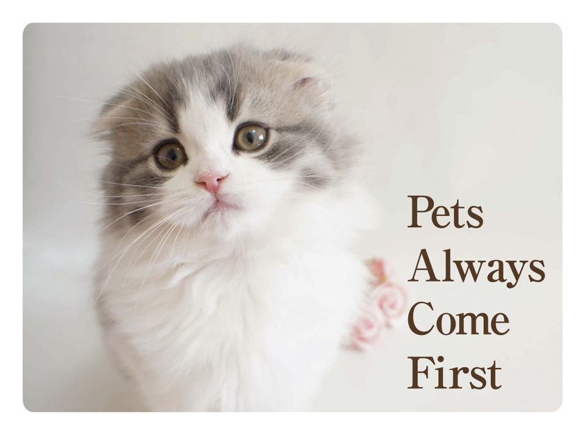 「子猫」専門のペットショップが横浜元町に登場　
『P's-first for Cats 横浜元町店』2月1日オープン！