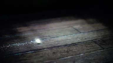 LightTreeProject 3“Tsubomi”映像作品より一部抜粋(1)