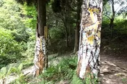 2016年の公募大賞「グランプリ」作品　川田知志　《六甲高山森林内壁画》