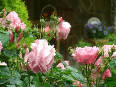 ガーデン イメージ2