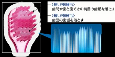 長短2種類の極細毛による段差