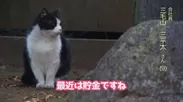『猫の日PV』三毛山 三平太氏