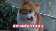 『猫の日PV』猫田 ニャン助氏