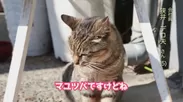 『猫の日PV』狭井 デコ夫氏