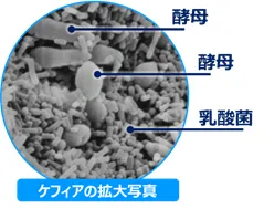 ケフィアの拡大写真