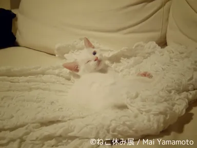 展示予定作品(10)