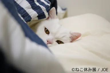 展示予定作品(11)