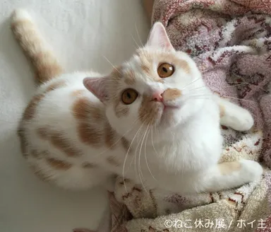 展示予定作品(6)