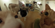 360°カメラで撮影した猫ちゃんたち