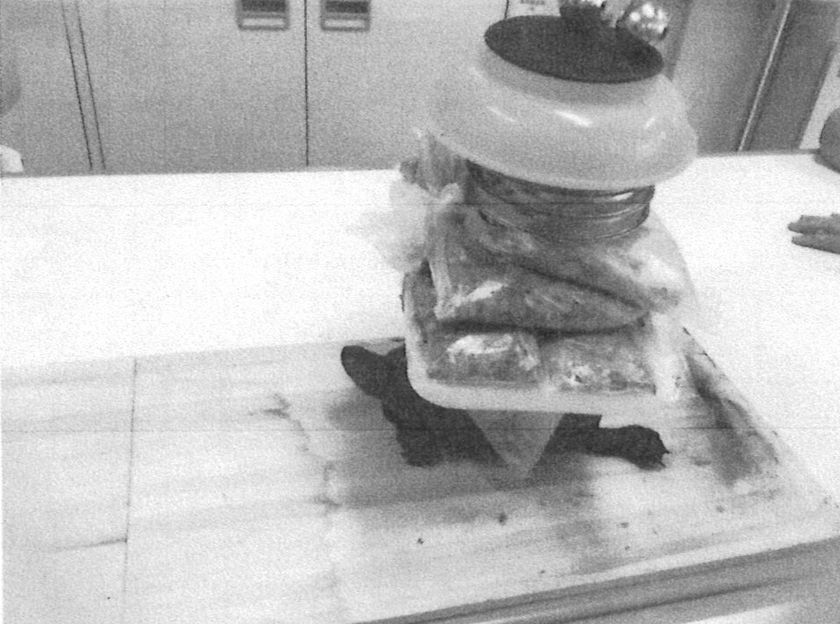 カメは想像以上に力持ちだった！？
自由研究コンクールの頂点が決定！
「第57回シゼコン」入賞作品公開