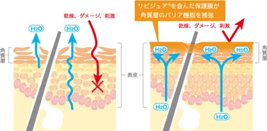 (左図)敏感肌、乾燥肌に陥った肌イメージ図、(右図)リピジュア(R)によるスキンケアのイメージ