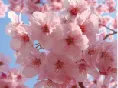 サトザクラ花エキス