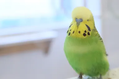 グリーンのジャンボセキセイインコのでこちゃん