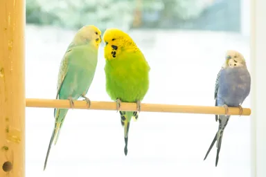グリーンのジャンボセキセイインコのでこちゃん(中)