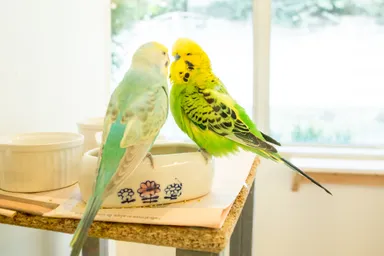 グリーンのジャンボセキセイインコのでこちゃん(右)