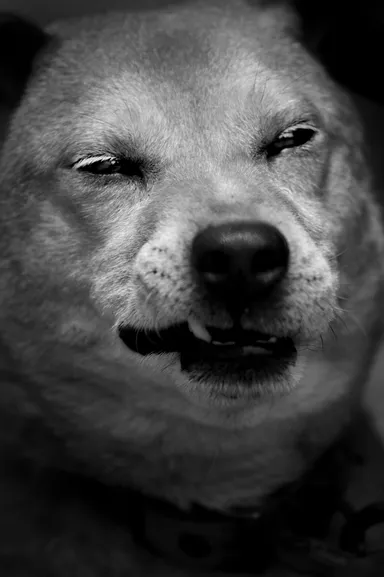 内倉 真一郎　犬の戦士団(Dog Soldiers),2016(C)UCHIKURA Shinichiro