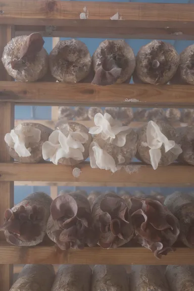 さぬきくらげの栽培の様子2