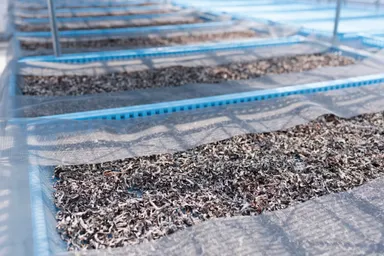 さぬきくらげ「冊」天日干しの様子