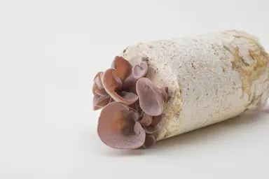 さぬきくらげ「丸」「冊」栽培の様子