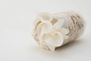 さぬきくらげ「白」栽培の様子