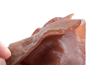 さぬきくらげの肉厚さが分かる断面画像