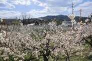 和菓子屋が育てる1,000本の梅林が乱れ咲き！叶 匠壽庵　寿長生の郷「梅まつり」を3月4日～20日開催