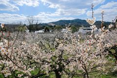 和菓子屋が育てる1,000本の梅林が乱れ咲き！叶 匠壽庵　寿長生の郷「梅まつり」を3月4日～20日開催