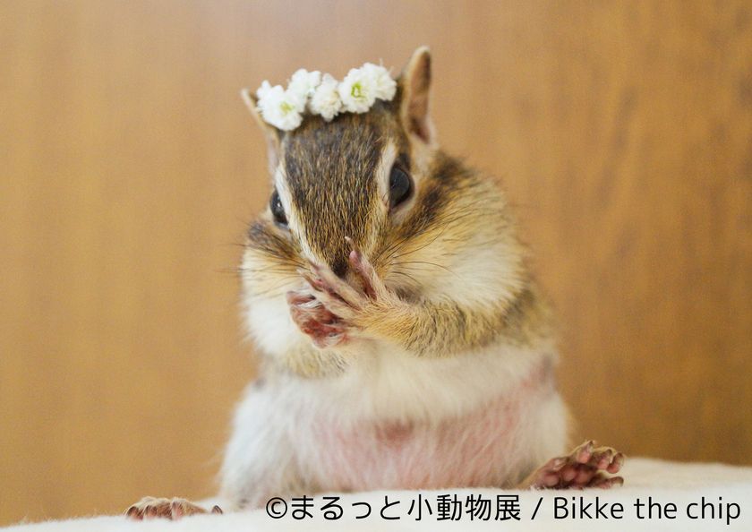 ハム尻やもぐもぐリスに無条件降伏！
写真＆物販展「まるっと小動物展」3月17日～開催