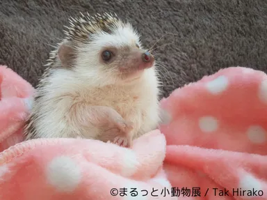 展示予定作品(12)